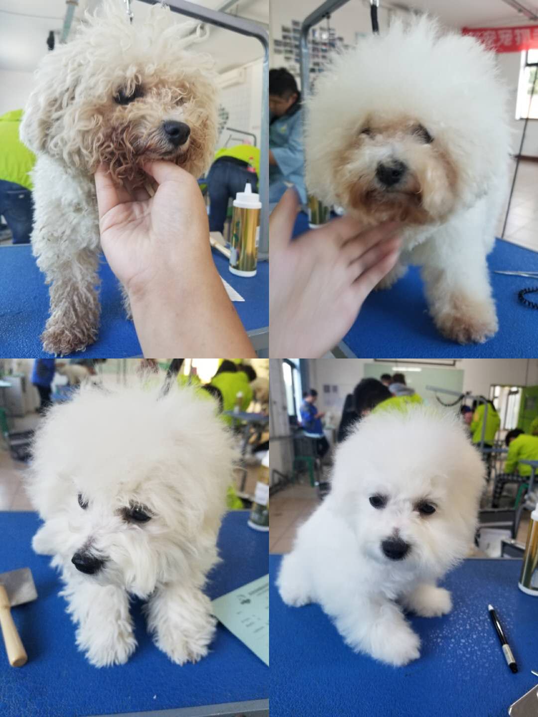 學寵物美容師怎么樣