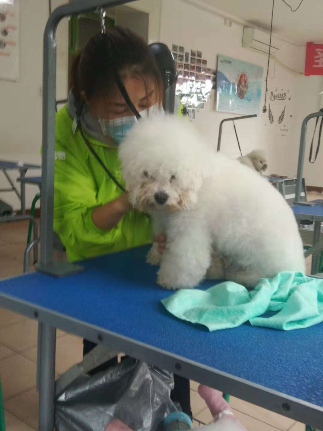 學寵物美容師怎么樣