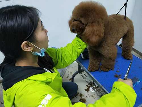 學習寵物美容簡單嗎?